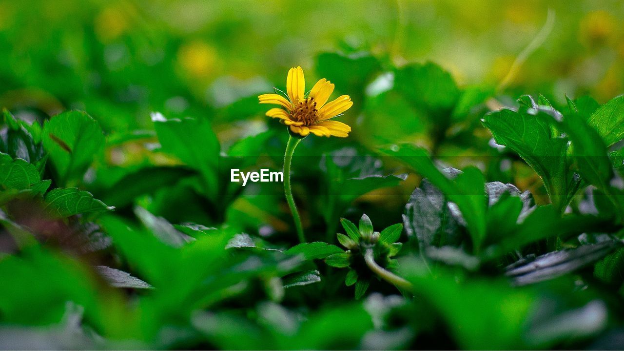 Close-up of flowering plant on field