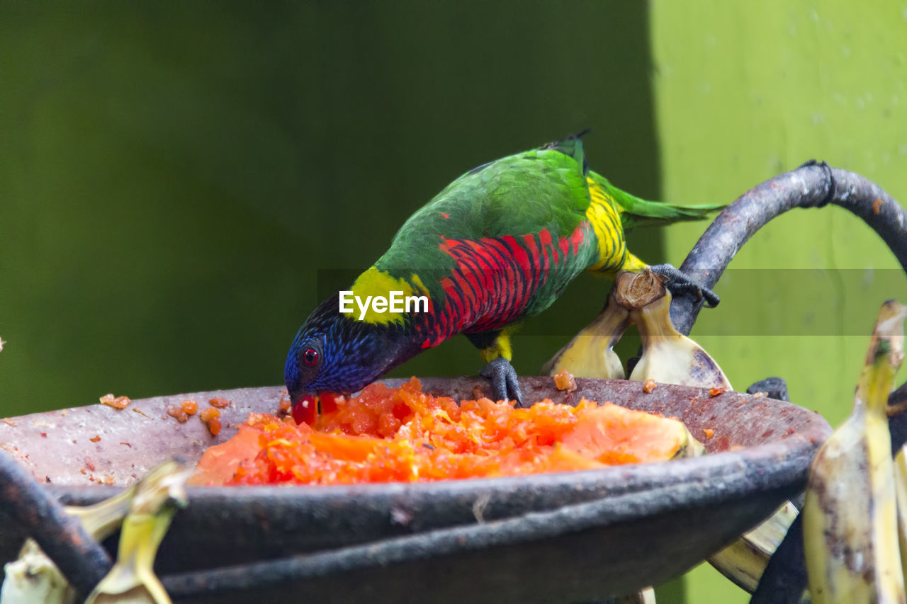 CLOSE-UP OF PARROT EATING