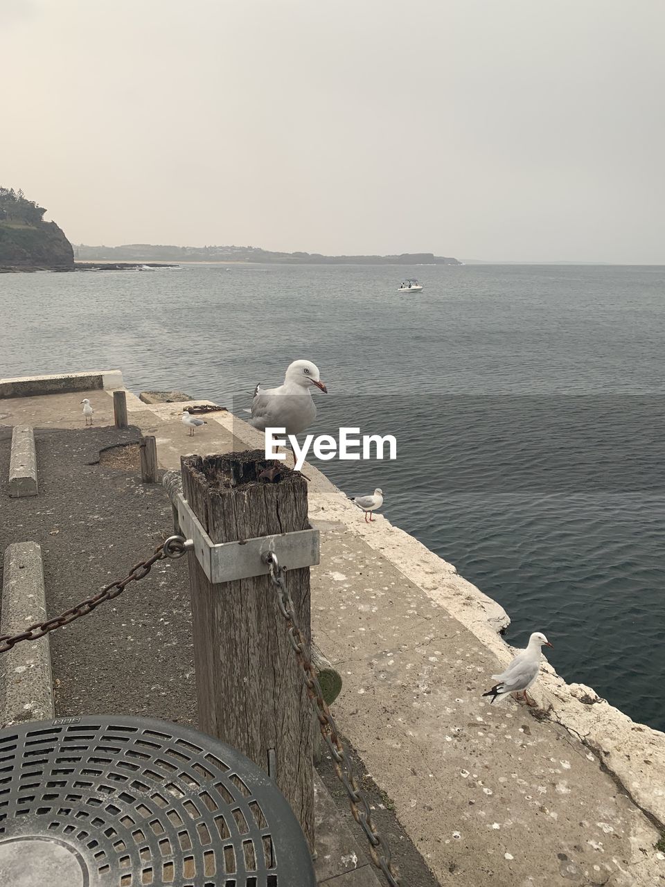 SEAGULL PERCHING ON A SEA SHORE