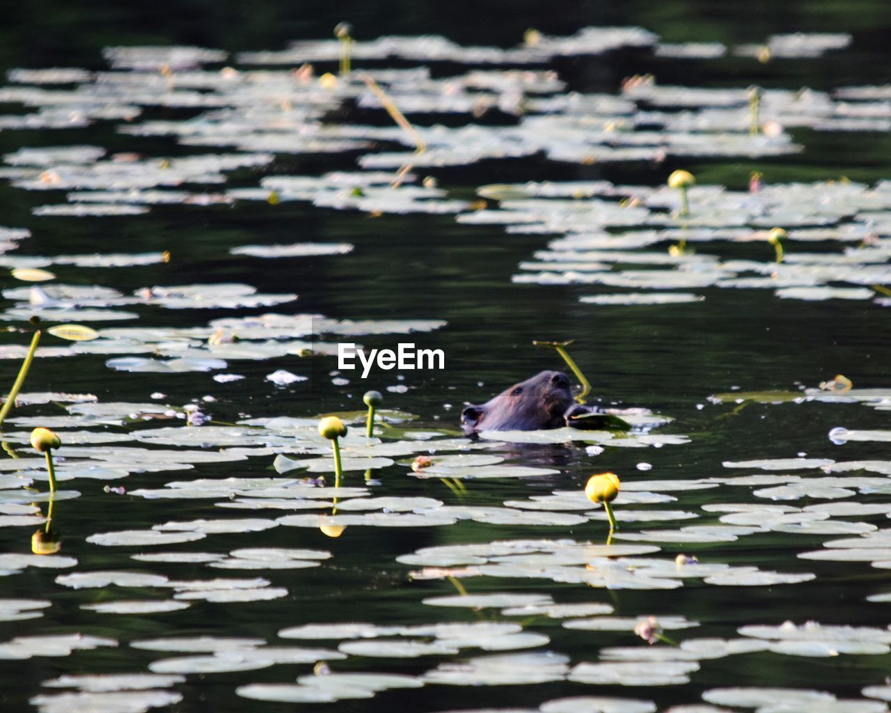 VIEW OF LOTUS WATER LILY