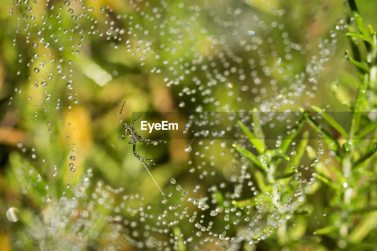 Close-up of spider on wet web by plants