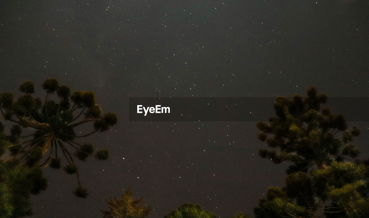 LOW ANGLE VIEW OF TREES AGAINST SKY