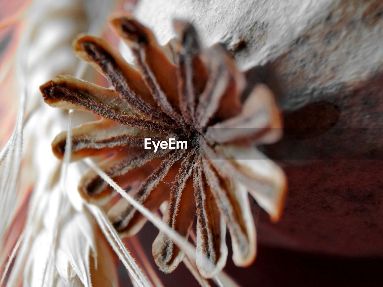 CLOSE UP OF LEAF ON FABRIC