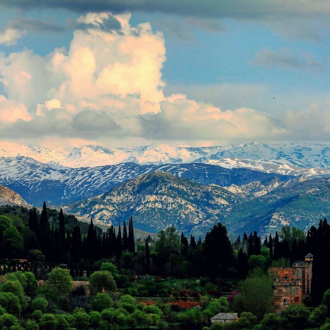 SCENIC VIEW OF PINE TREES AGAINST SKY