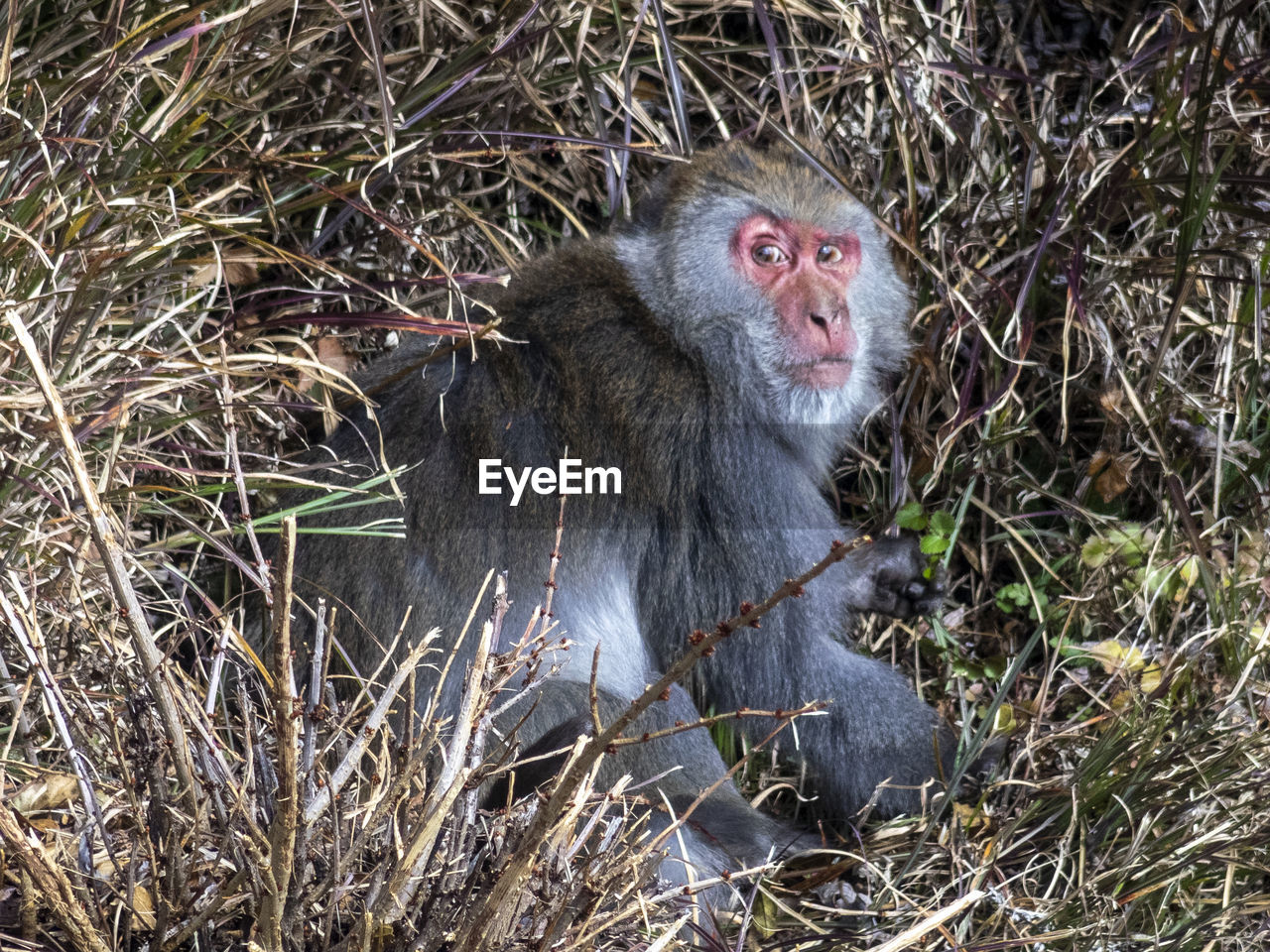 animal, animal themes, animal wildlife, primate, monkey, mammal, wildlife, macaque, one animal, old world monkey, nature, no people, plant, sitting, day, ape, outdoors, looking, portrait, land, looking away, baboon