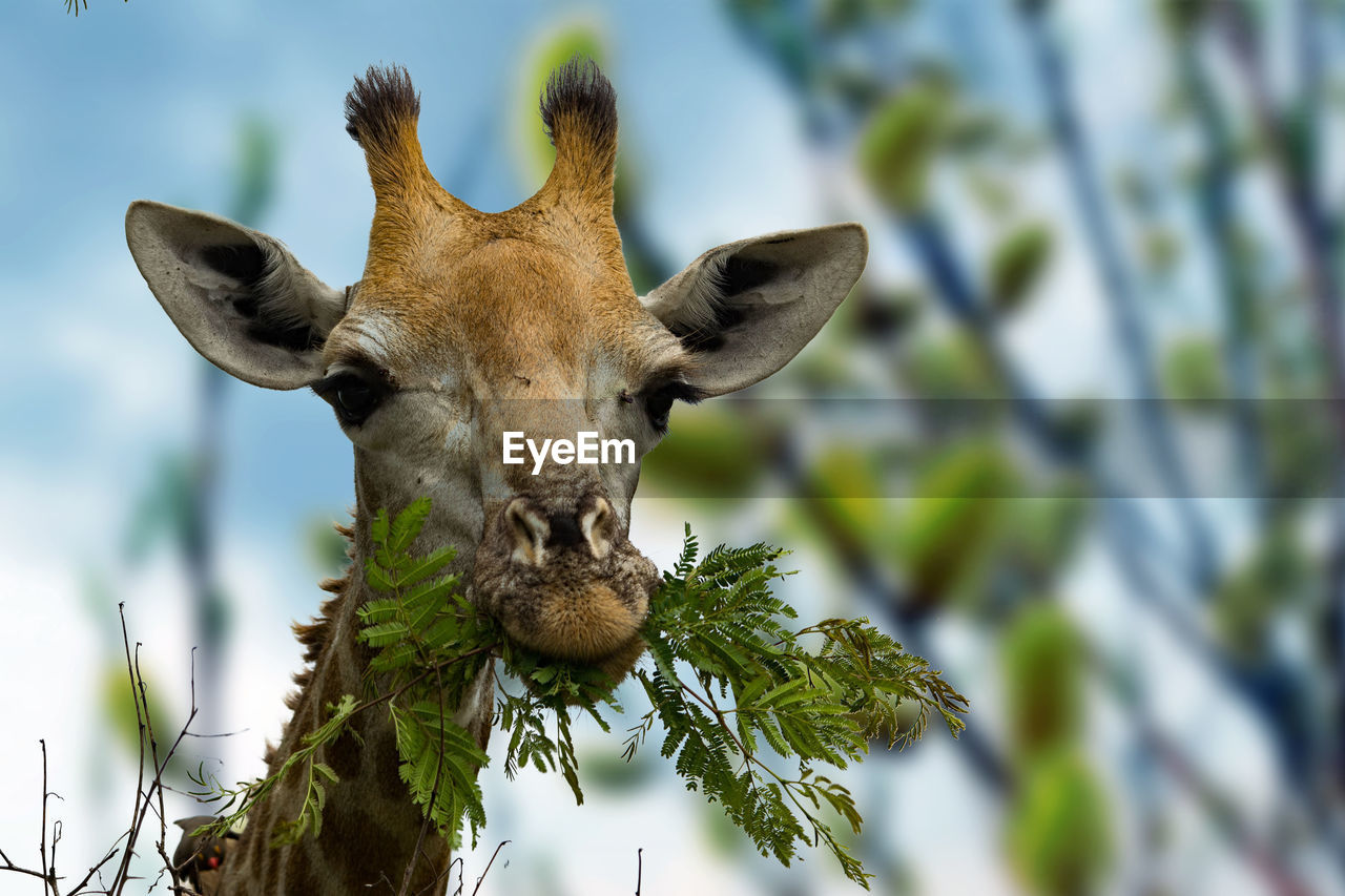 Close-up of giraffe on tree