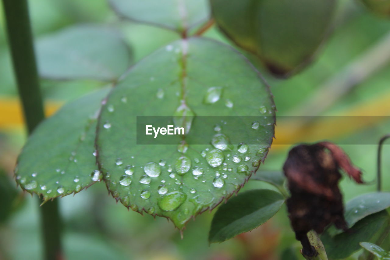 CLOSE-UP OF WATER DROPS ON PLANT LEAVES