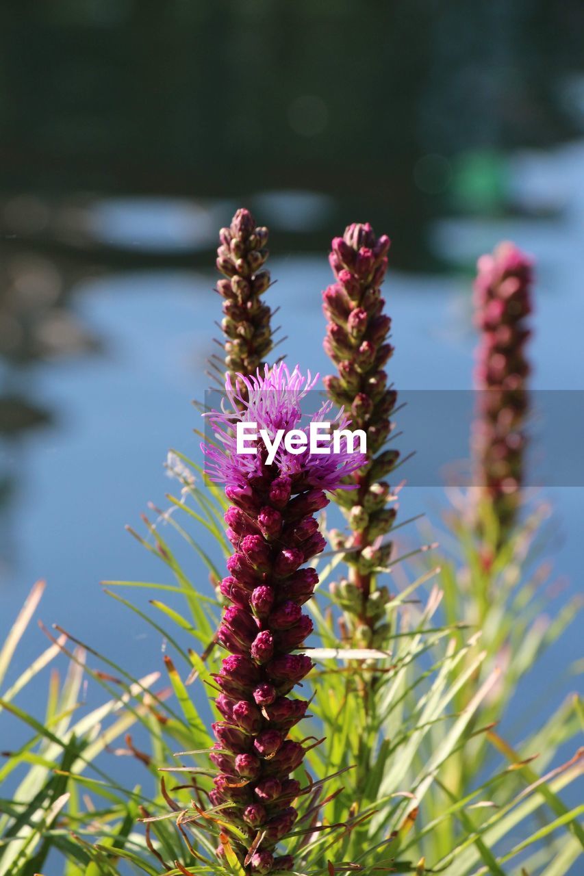 Close-up of purple flowering plant