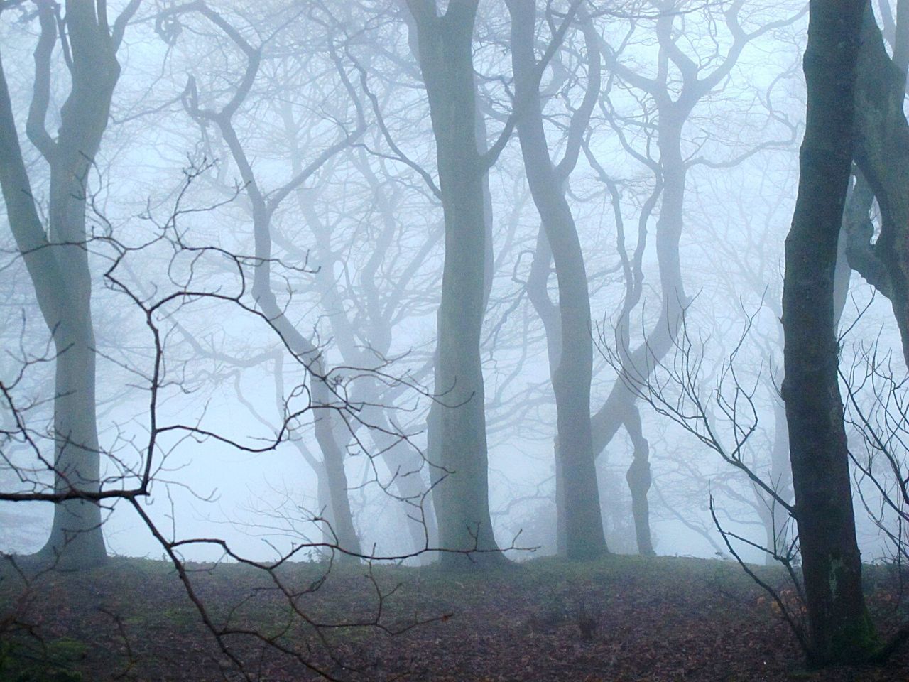 BARE TREES IN FOGGY WEATHER
