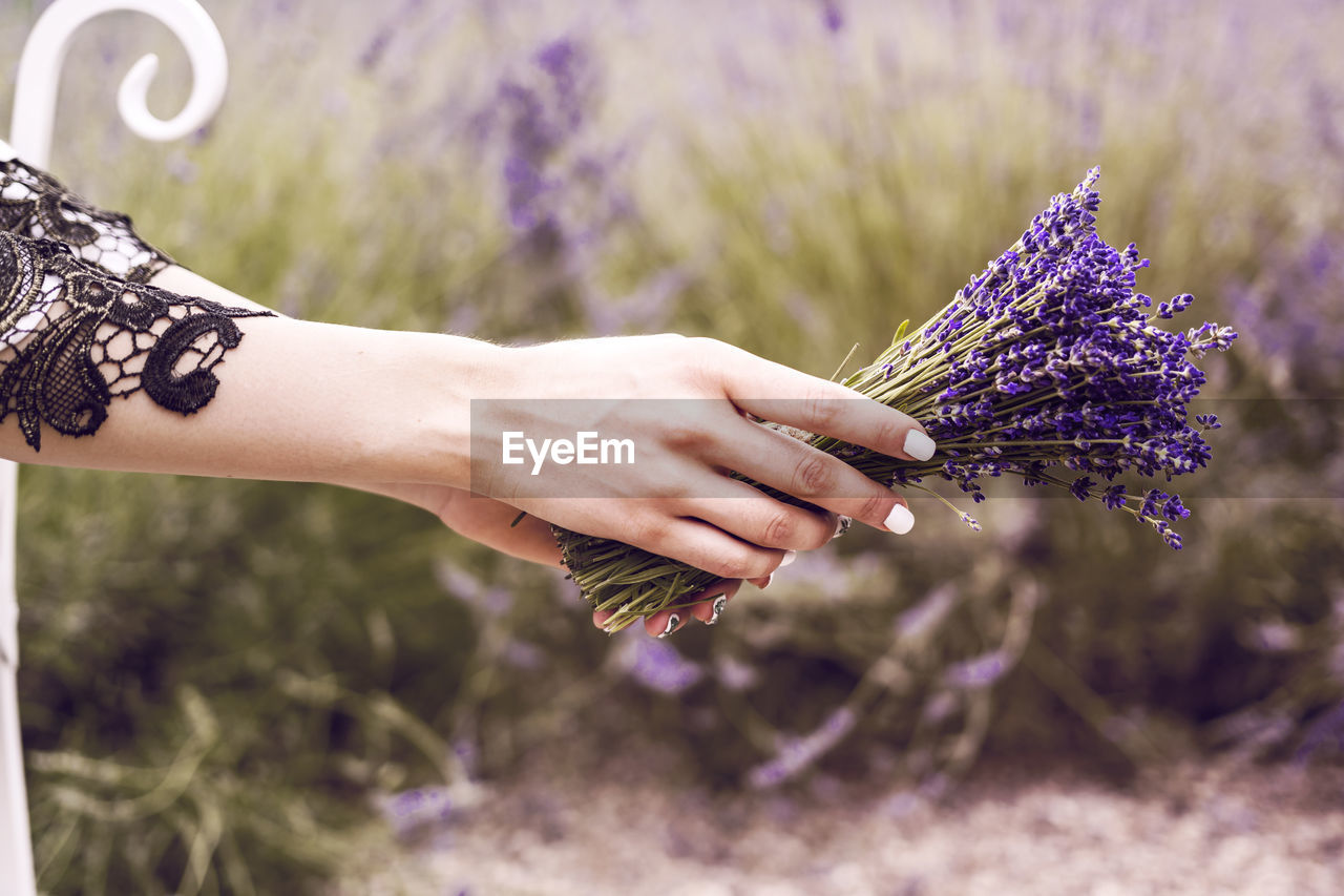 Cropped hands of woman holding purple flowers