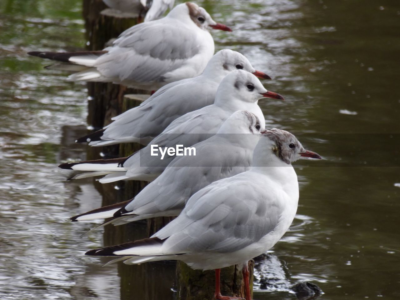 High angle view seagulls perching on wooden posts