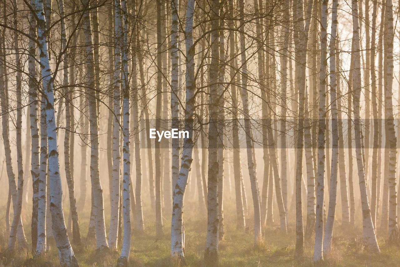 Sunrise fog in birch tree forest