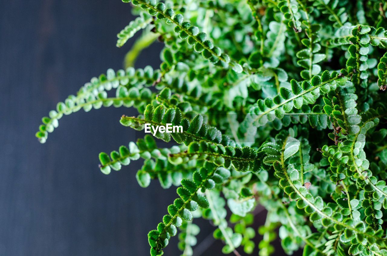 Close-up of fresh green plant