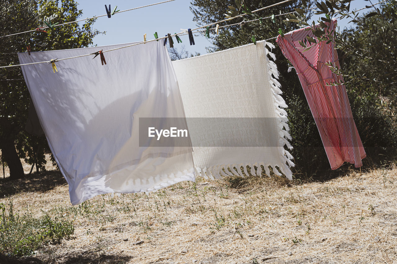 Laundry is drying in an olive grove.