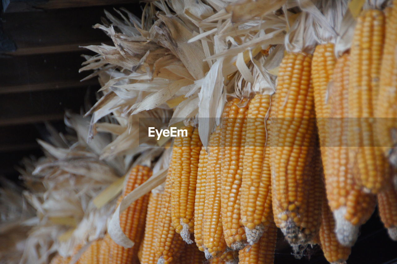 Low angle view of corns at market