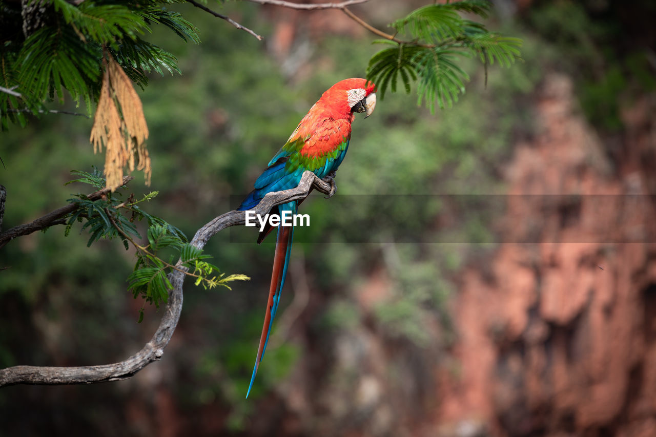 low angle view of bird perching on branch