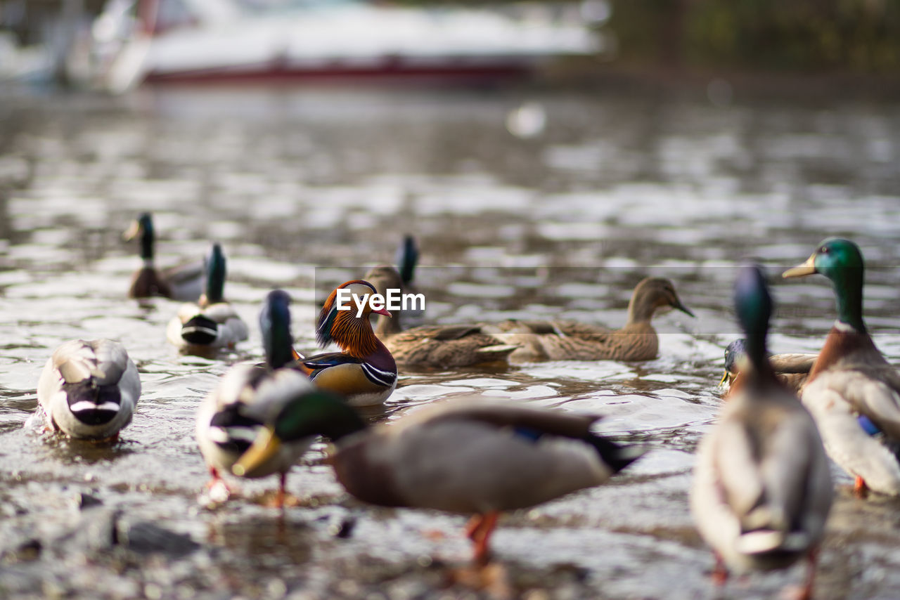 Ducks in a lake