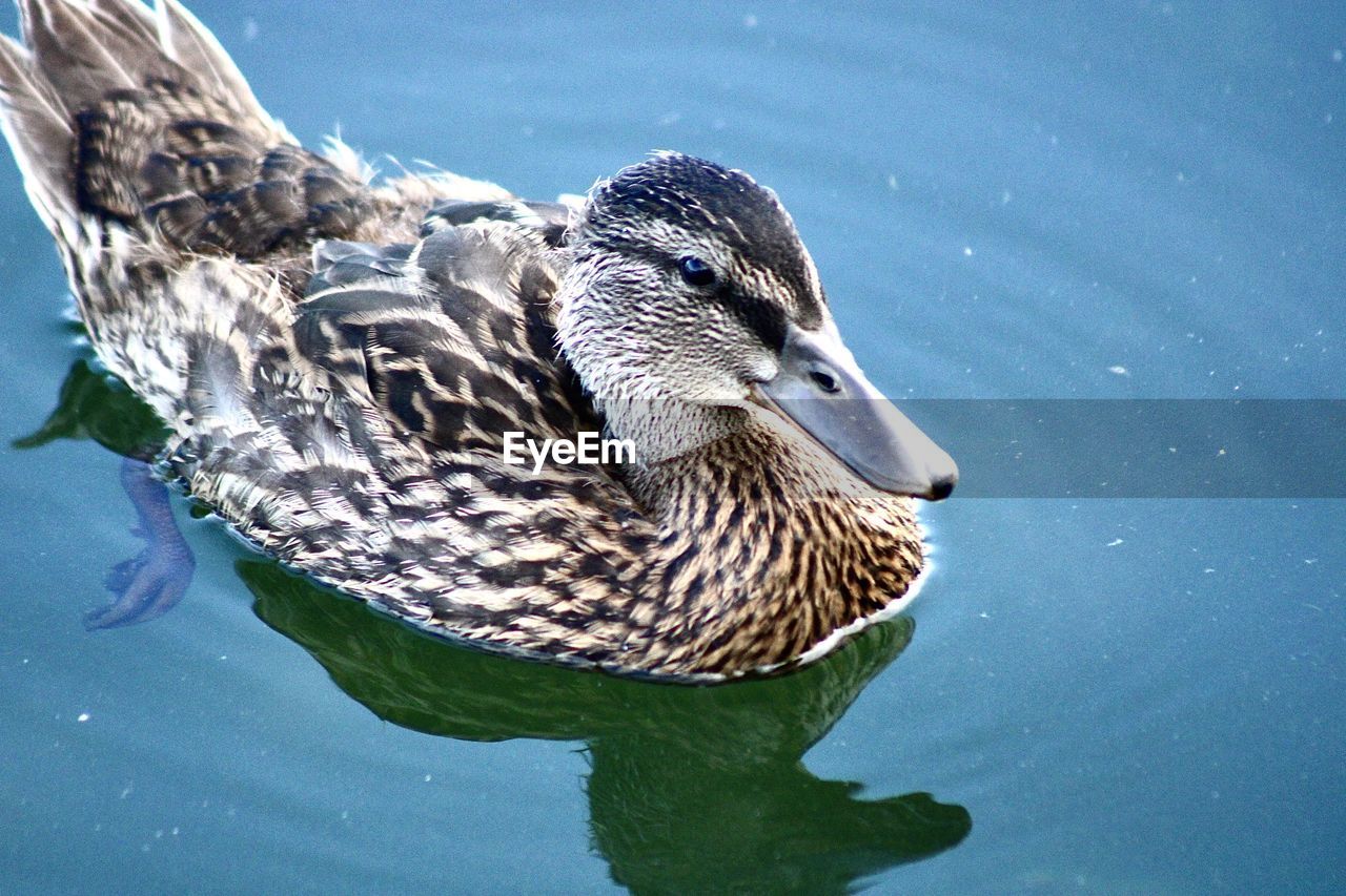 CLOSE-UP OF A DUCK IN LAKE