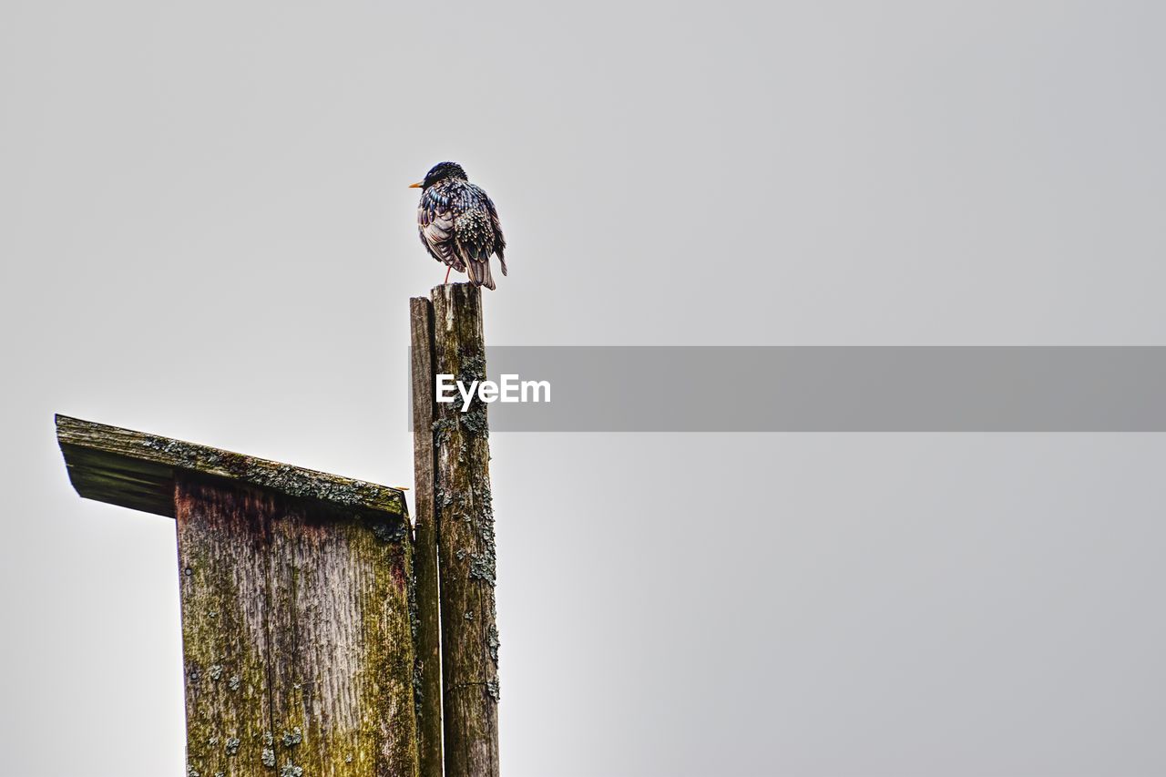 LOW ANGLE VIEW OF OWL PERCHING ON WOODEN POST