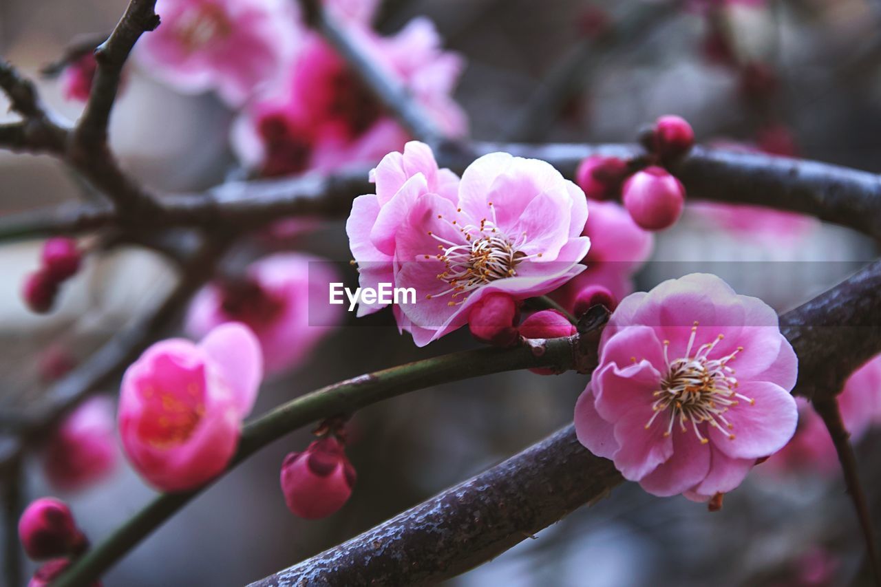 Close-up of pink flowers blooming on tree