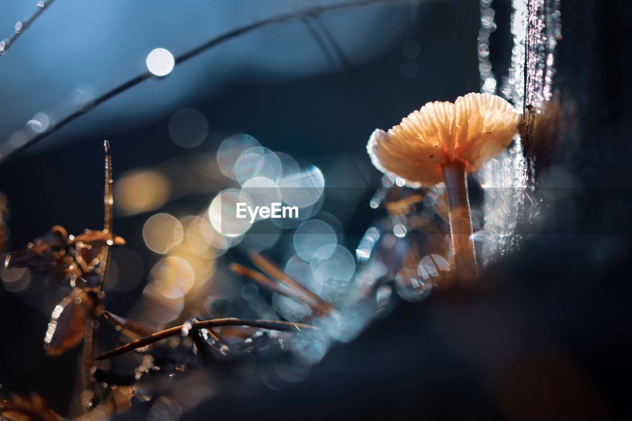 CLOSE-UP OF FLOWERING PLANT AT NIGHT