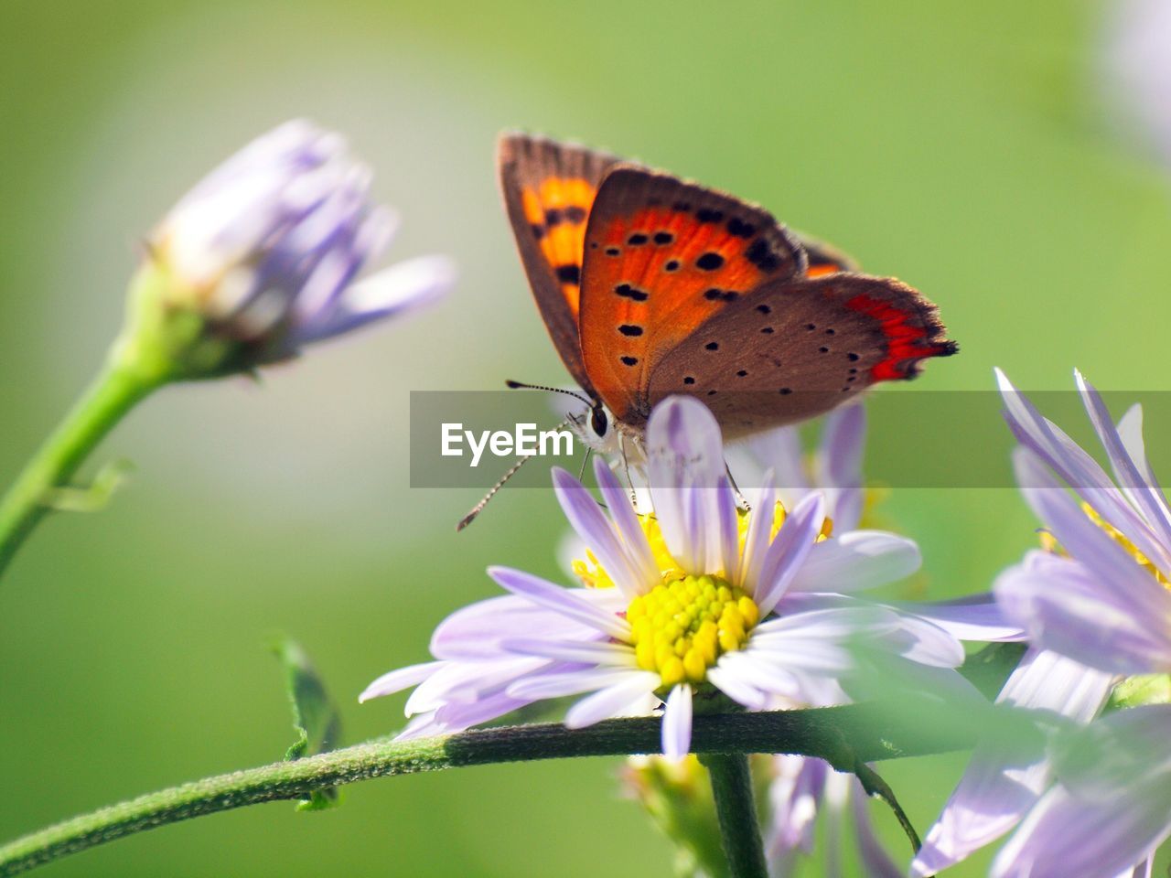 CLOSE-UP OF BUTTERFLY POLLINATING FLOWER