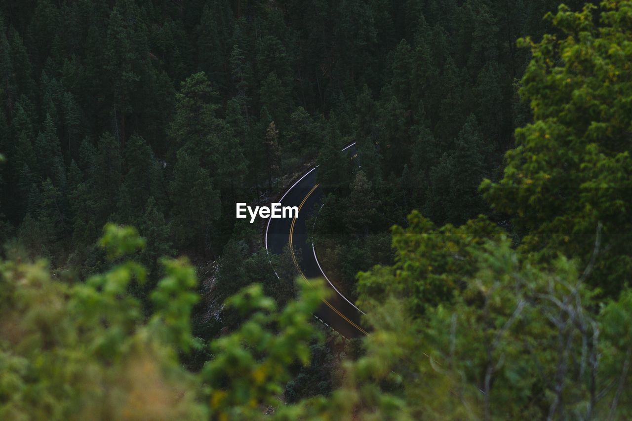 High angle view of road amidst trees in forest