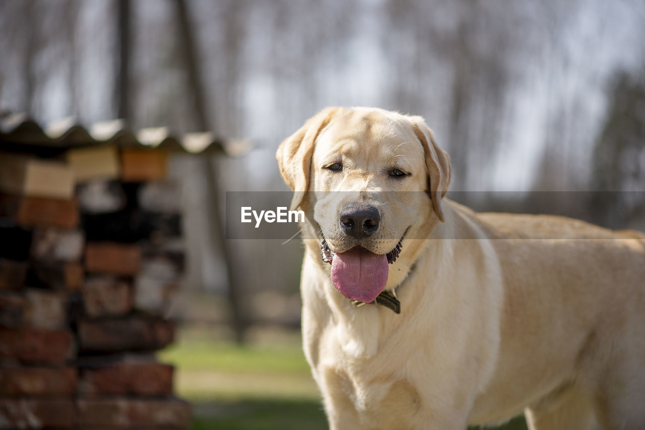 Active, smile and happy purebred labrador retriever dog standing outdoors