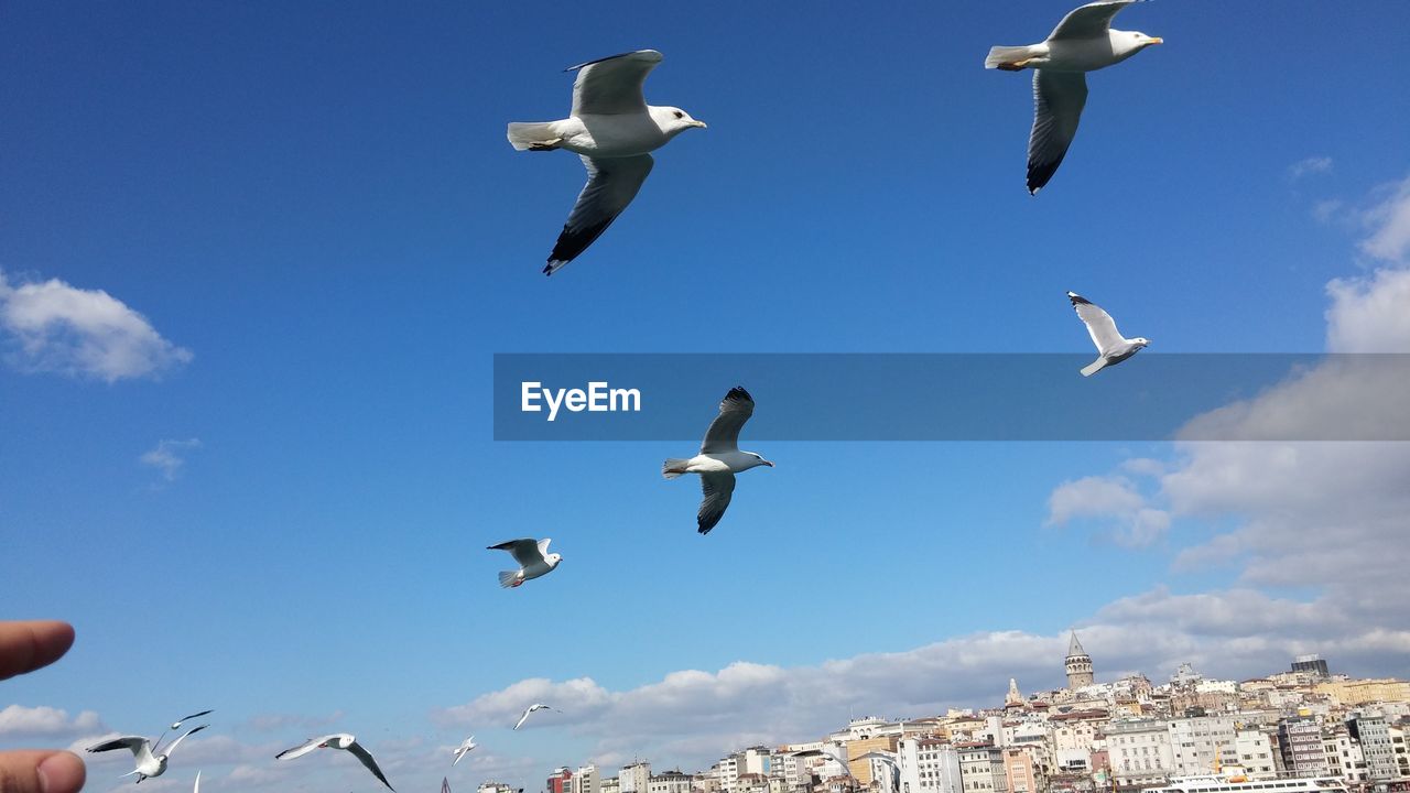 Low angle view of seagulls flying over city against sky