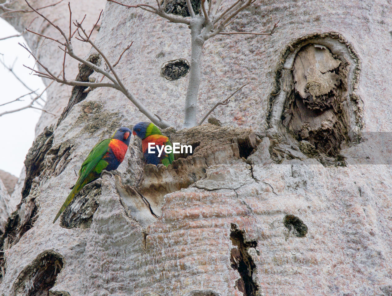 LOW ANGLE VIEW OF SPARROW PERCHING ON TREE