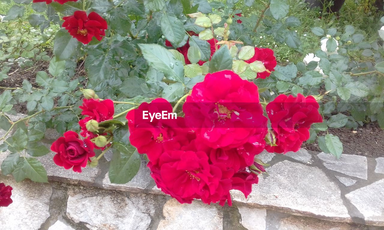 CLOSE-UP OF RED ROSE FLOWERS