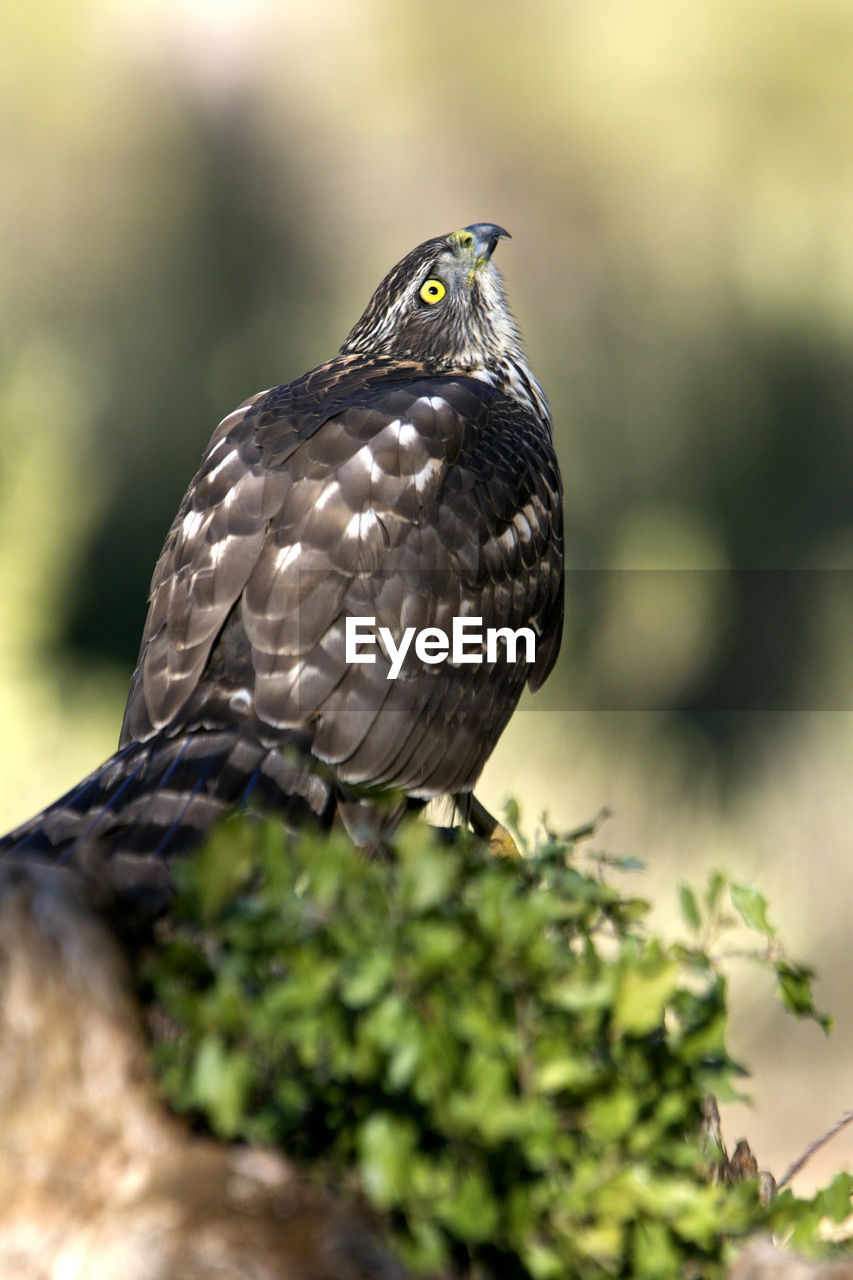 CLOSE-UP OF A BIRD PERCHING ON BRANCH