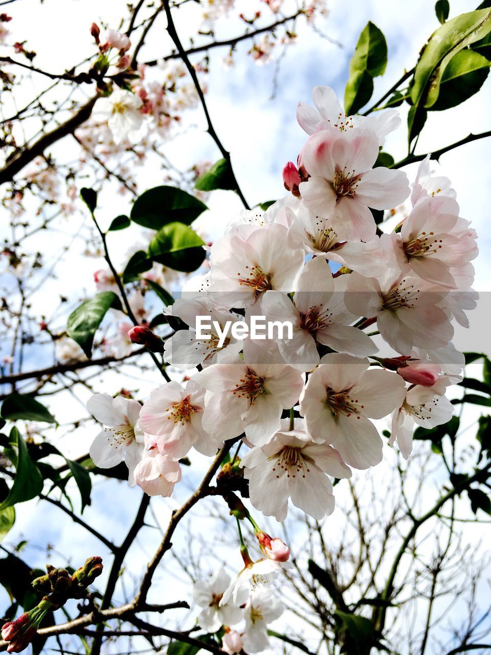 Low angle view of cherry blossoms in spring