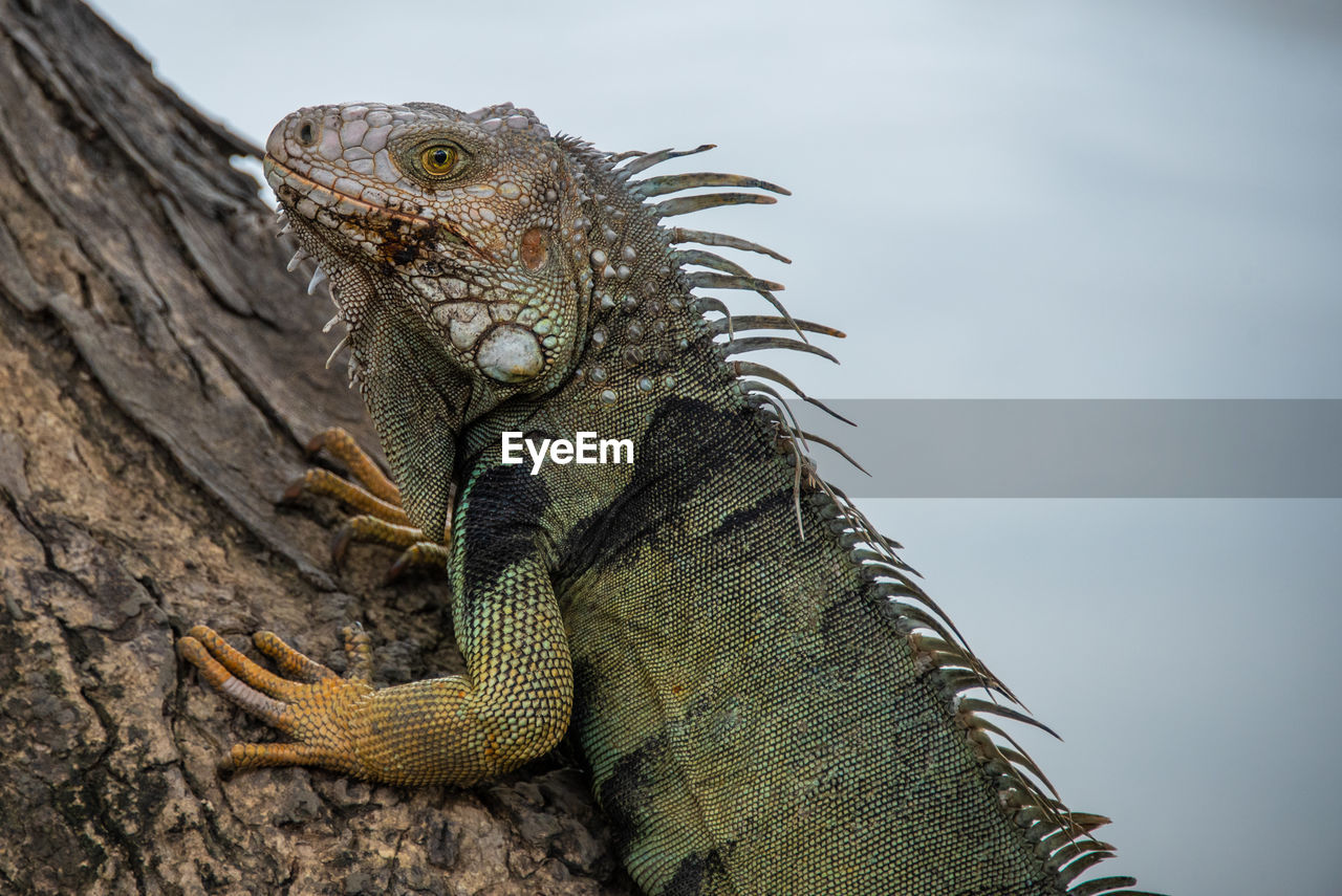 Close-up of iguana on tree against sky
