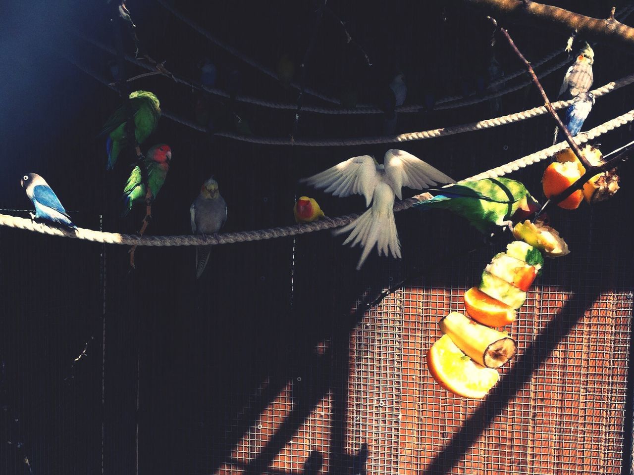 View of birds perching on rope