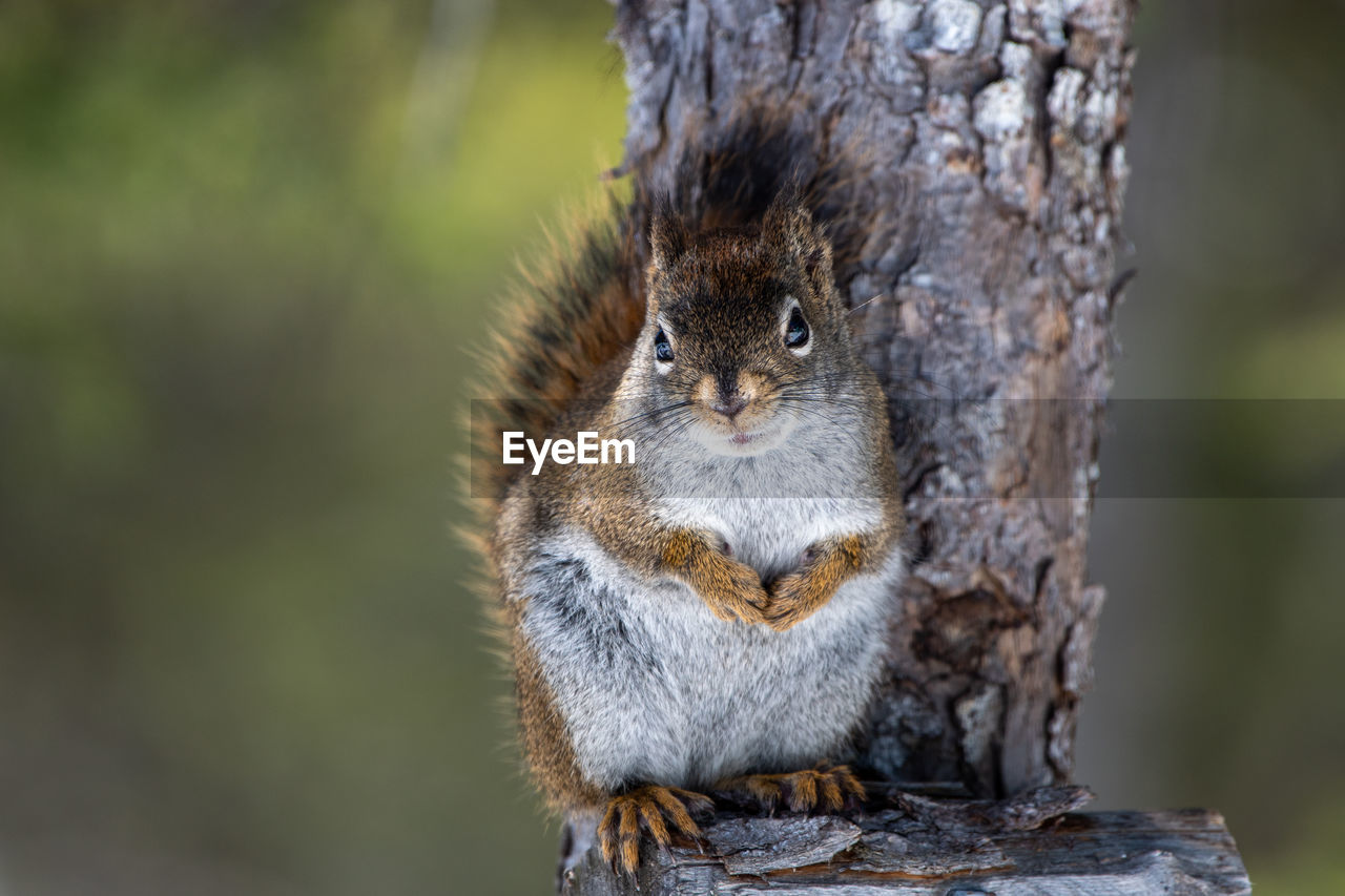 animal, animal themes, squirrel, animal wildlife, one animal, wildlife, nature, mammal, rodent, tree, chipmunk, close-up, no people, focus on foreground, tree trunk, trunk, portrait, cute, outdoors, day, looking at camera, plant, animal body part