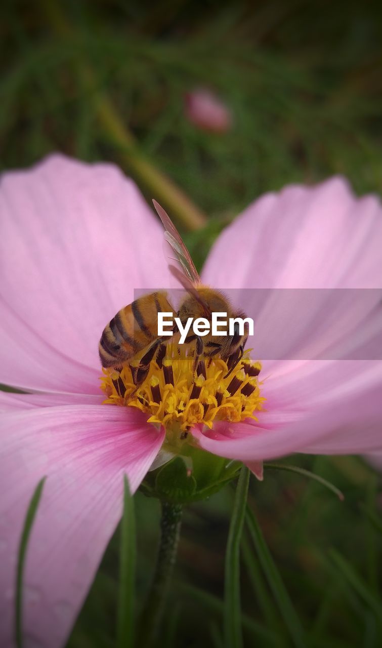 CLOSE-UP OF BUMBLEBEE ON PINK FLOWER