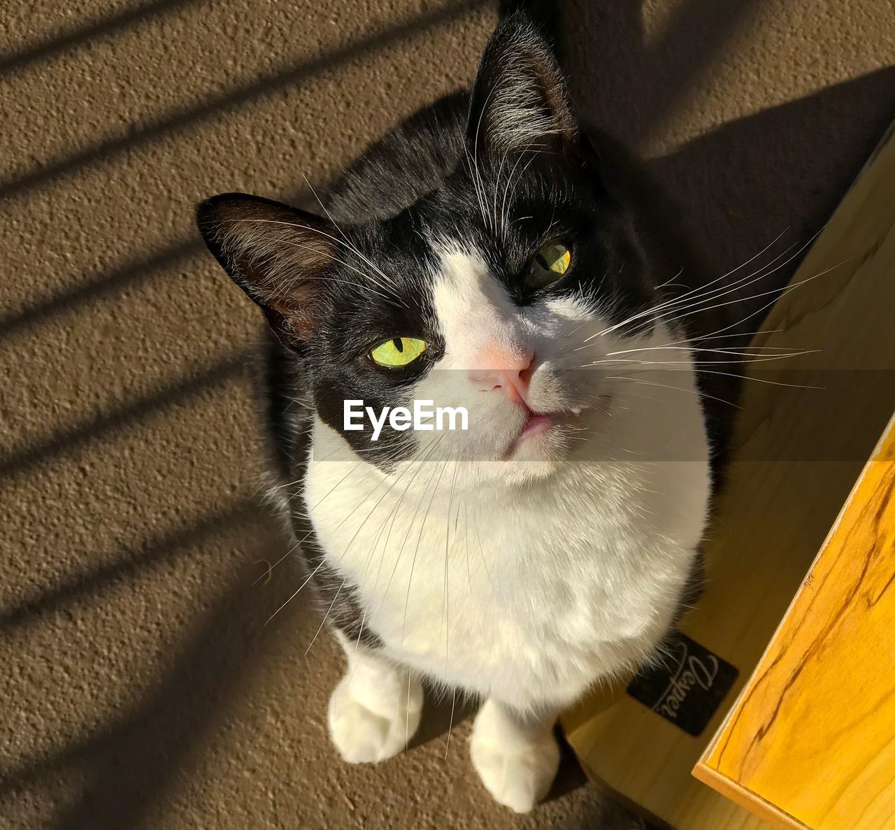 High angle portrait of cat sitting on floor