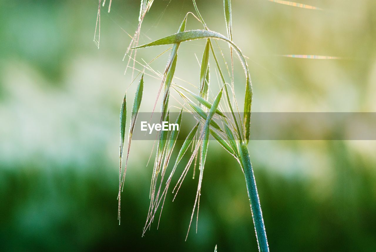 Close-up of bamboo plant on field