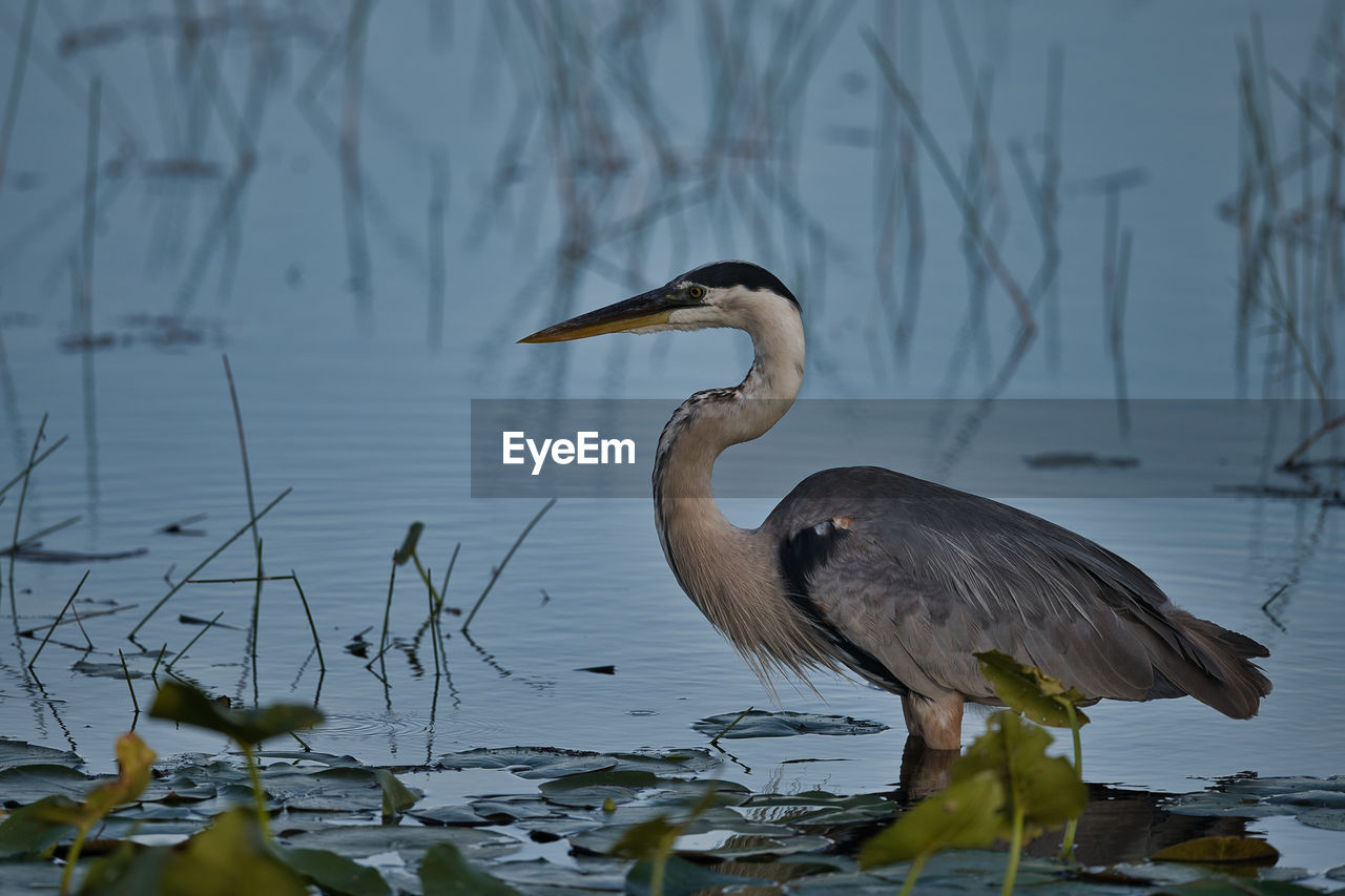 High angle view of gray heron at lakeshore