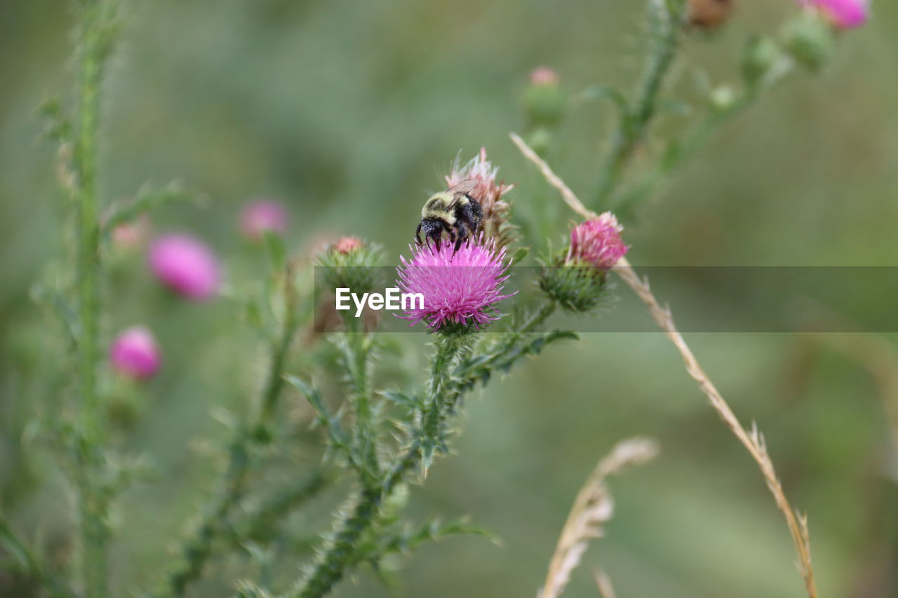 CLOSE-UP OF BEE POLLINATING ON FLOWER