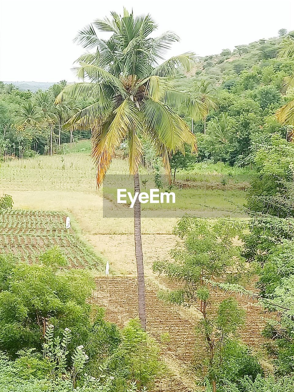 TREES GROWING ON LANDSCAPE