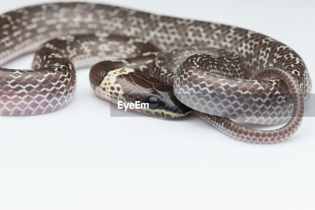 CLOSE-UP OF A LIZARD