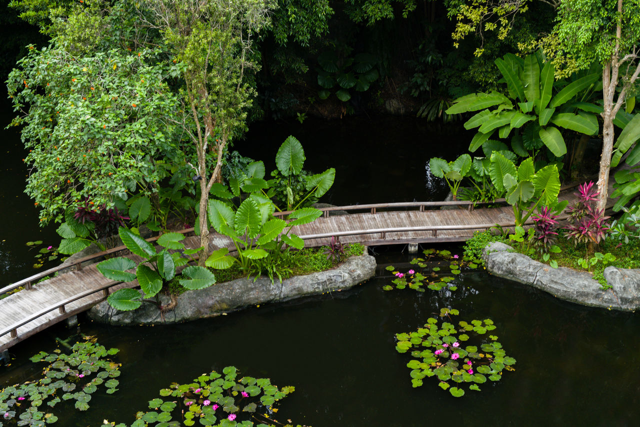 Wooden walkway leading through the pond