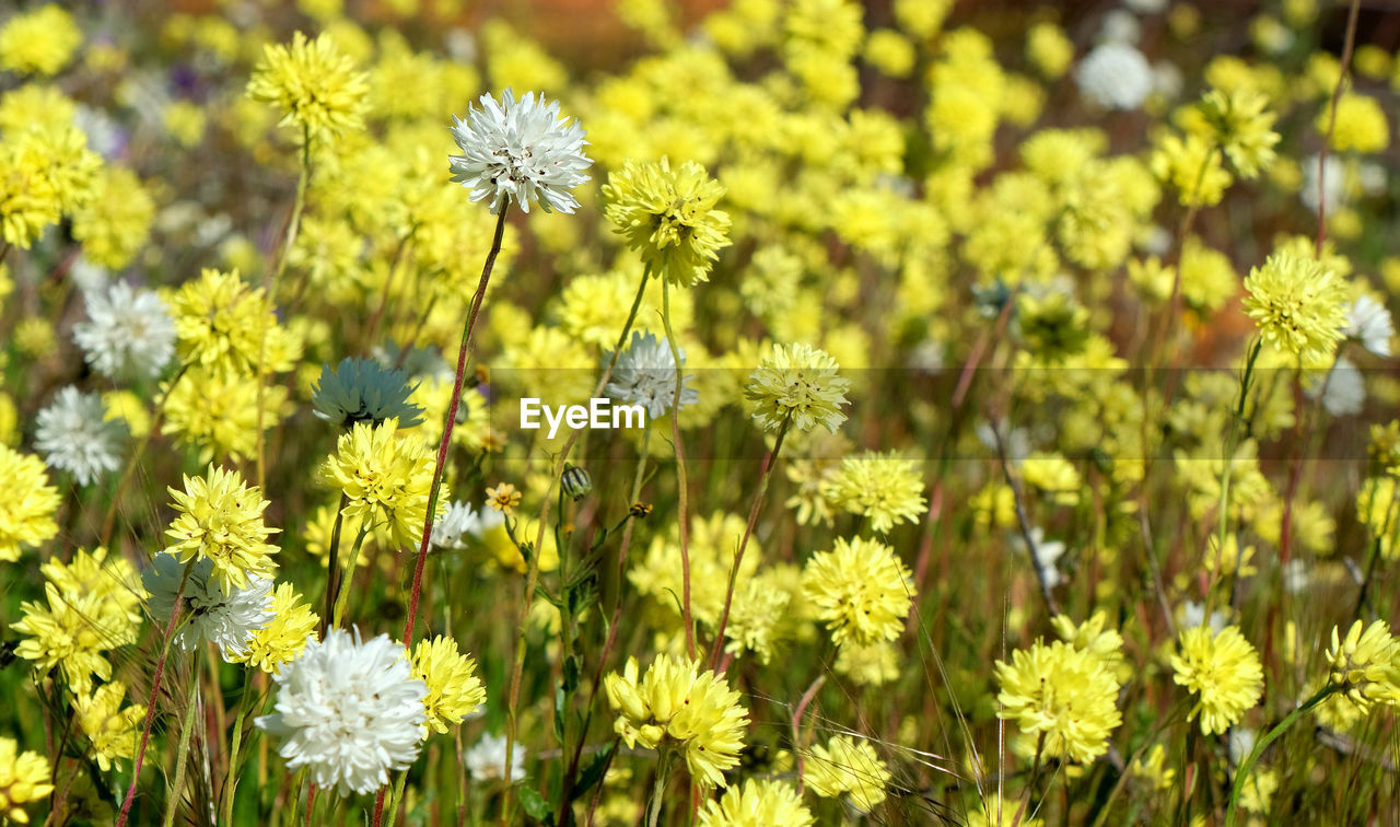 CLOSE-UP OF YELLOW FLOWERING PLANT