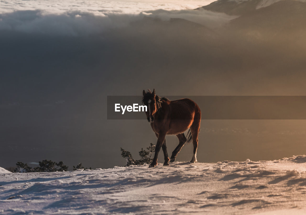 View of a horse on snow covered field