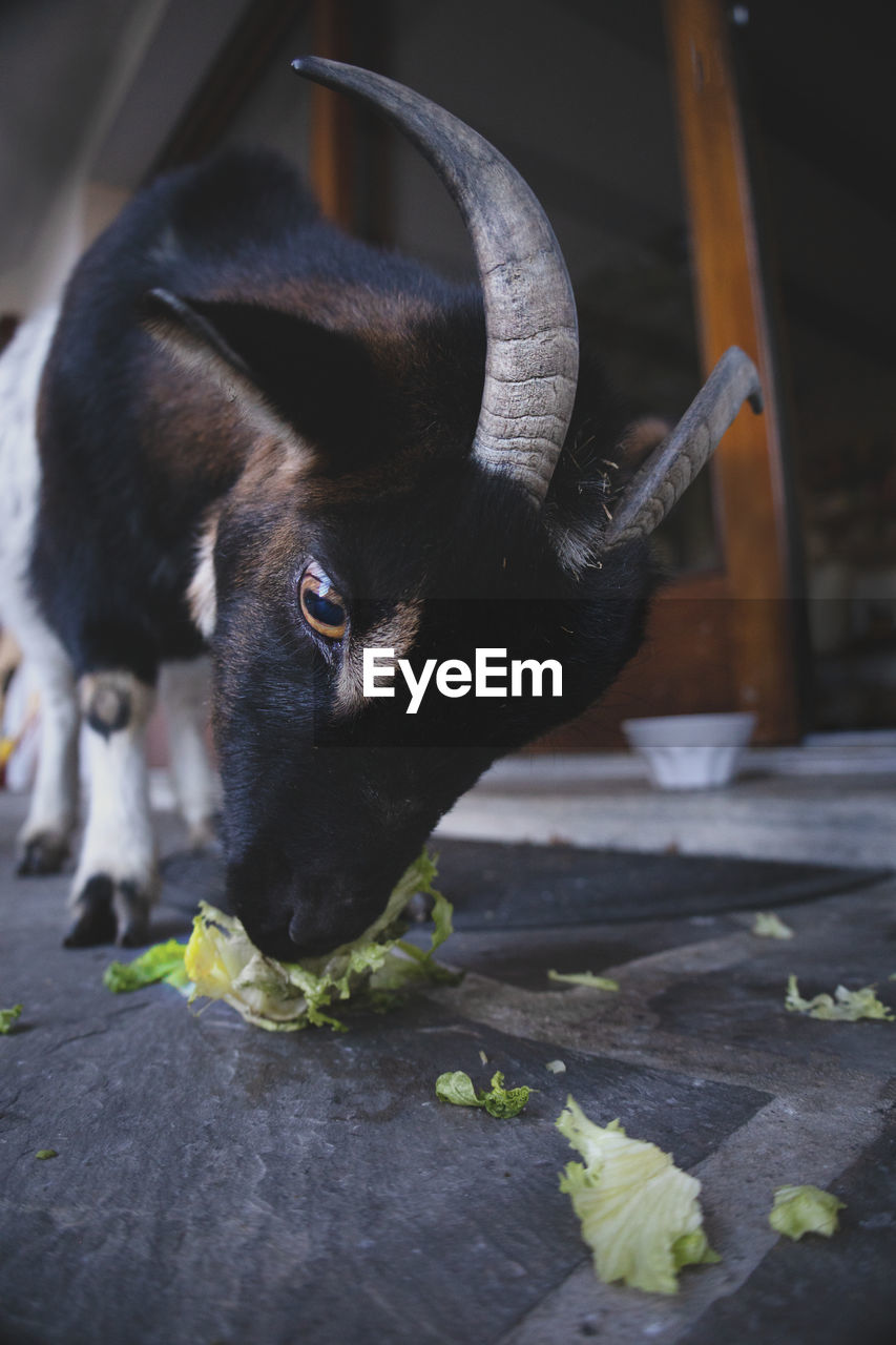 Close-up of goat eating lettuce
