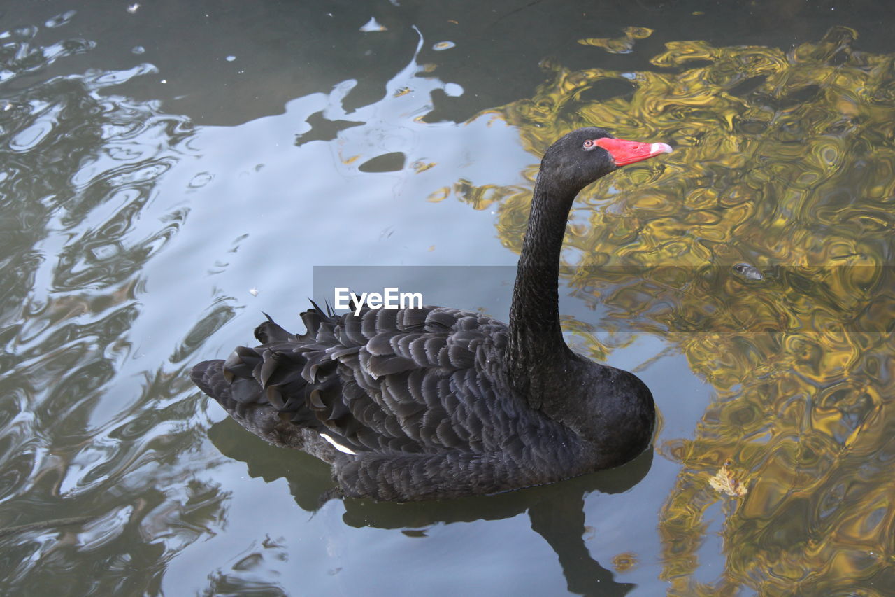 HIGH ANGLE VIEW OF A SWAN SWIMMING IN LAKE