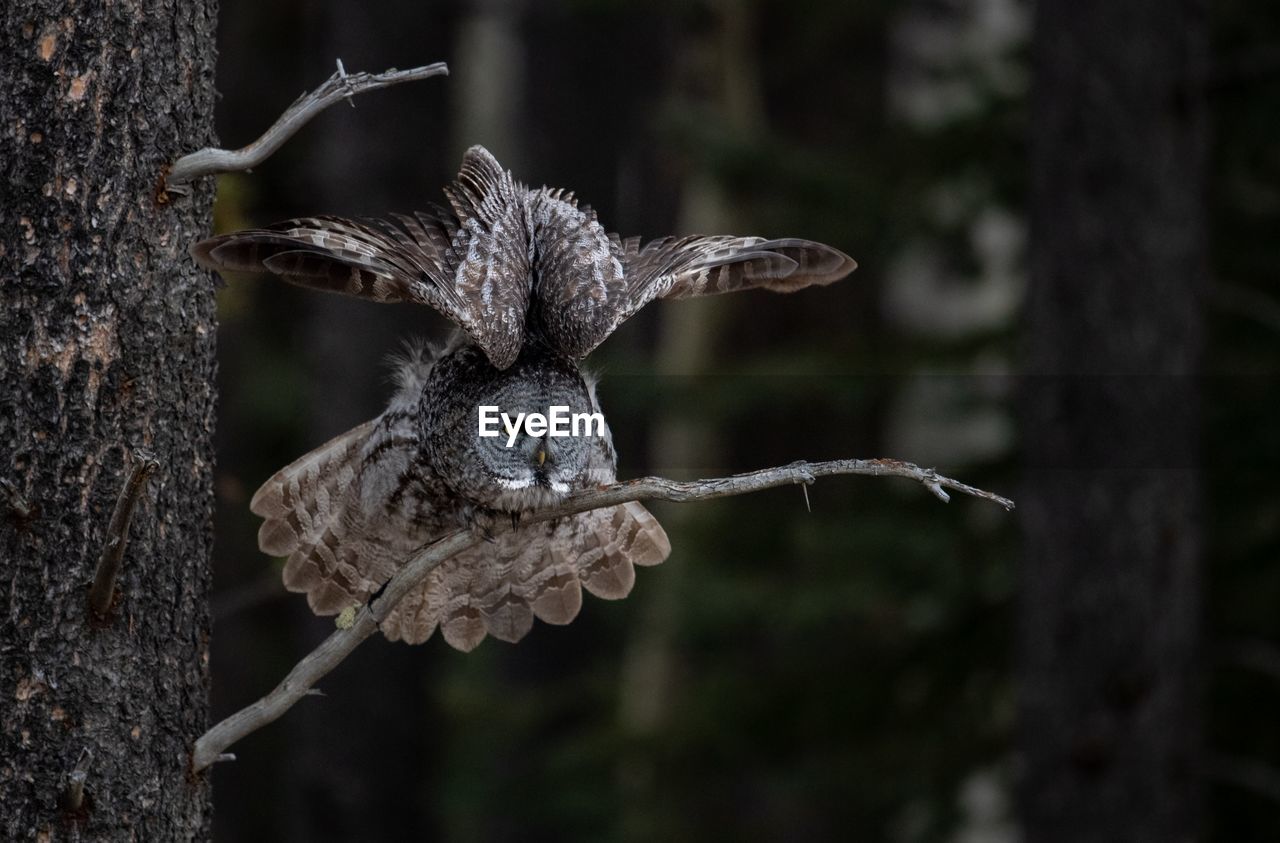 Owl on branch in forest