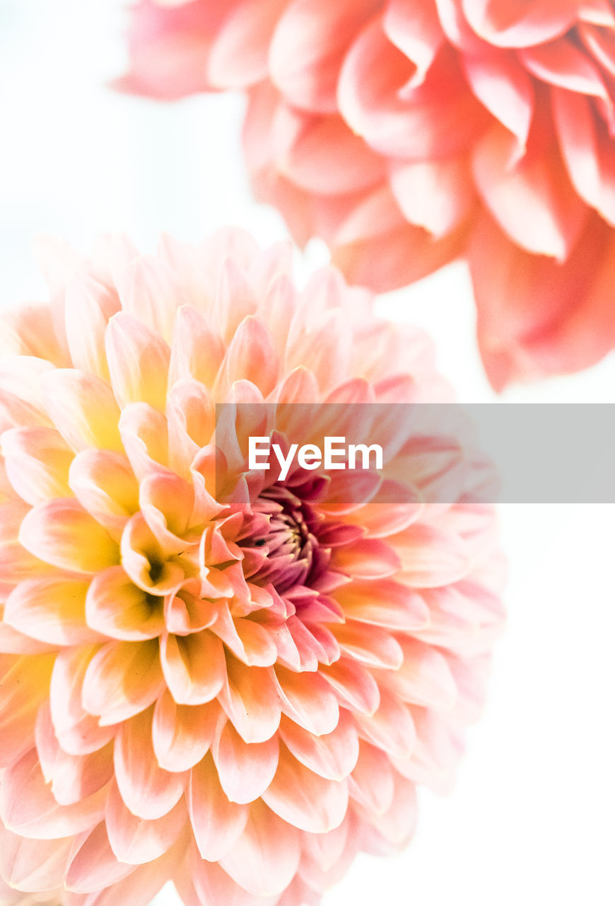 CLOSE-UP OF PINK DAHLIA FLOWER